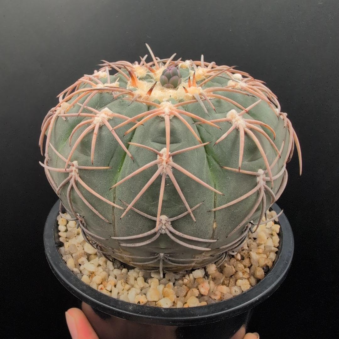 オリーブ エルグレコ ホワイト陶器鉢植え 苗 シンボルツリー オリーブ